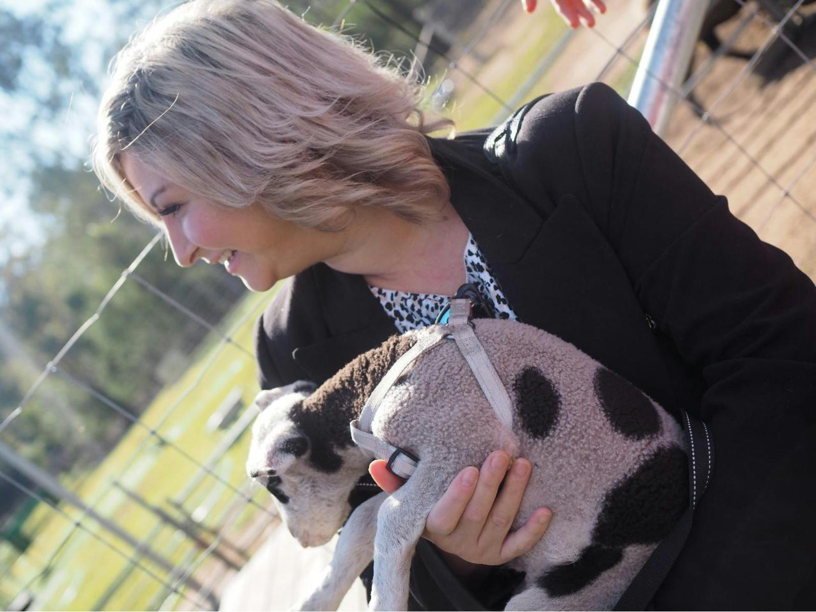 Mrs Sheep's