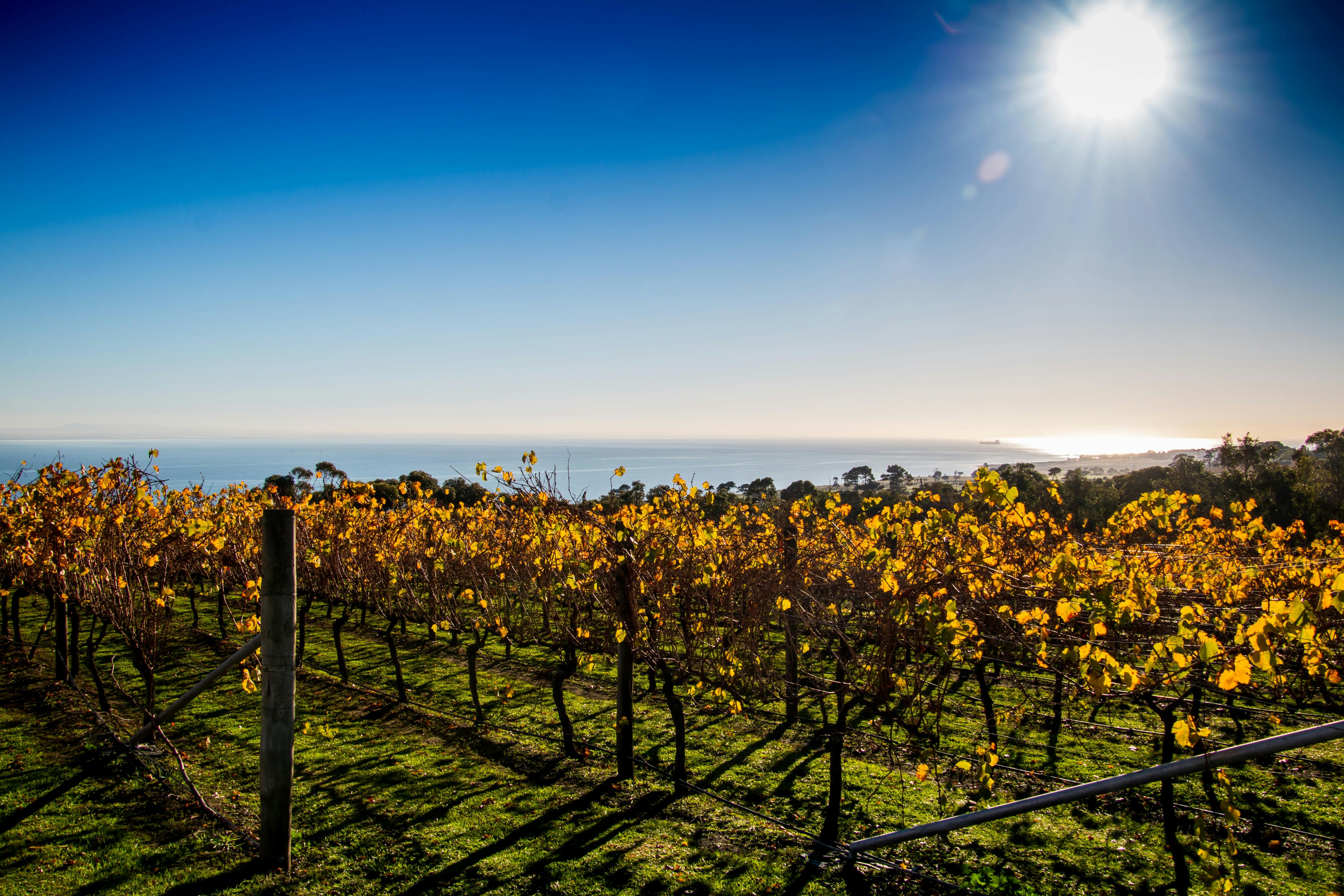 Jack Rabbit Winery