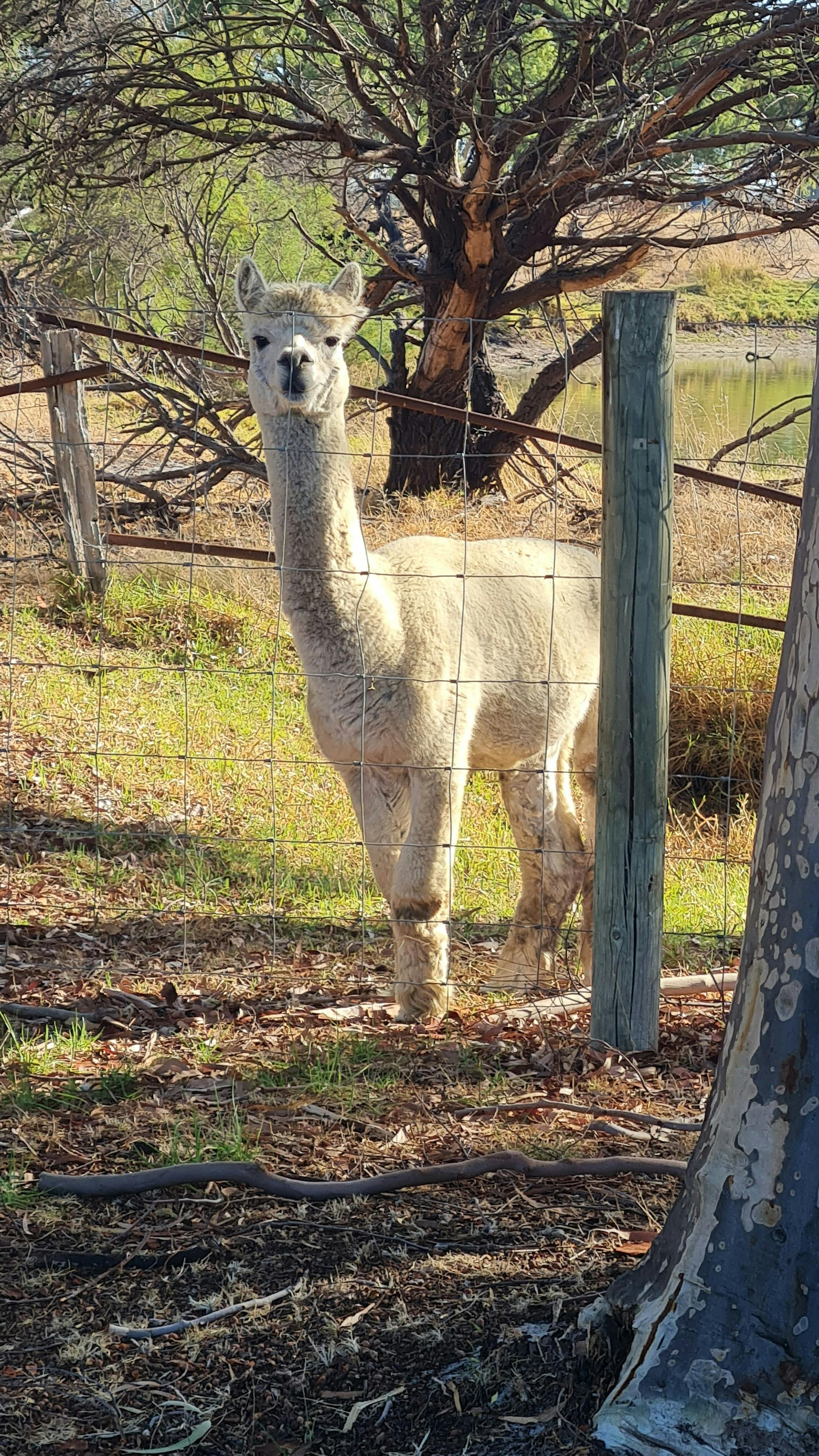 Alpaca