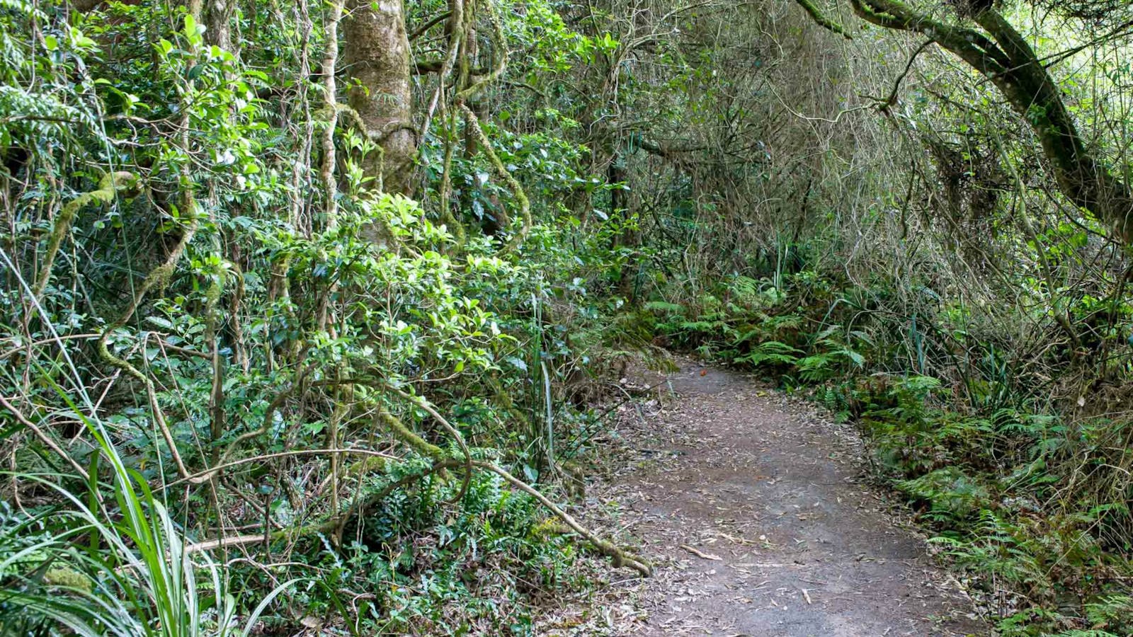 Rainforest Walking Track, Robertson Nature Reserve