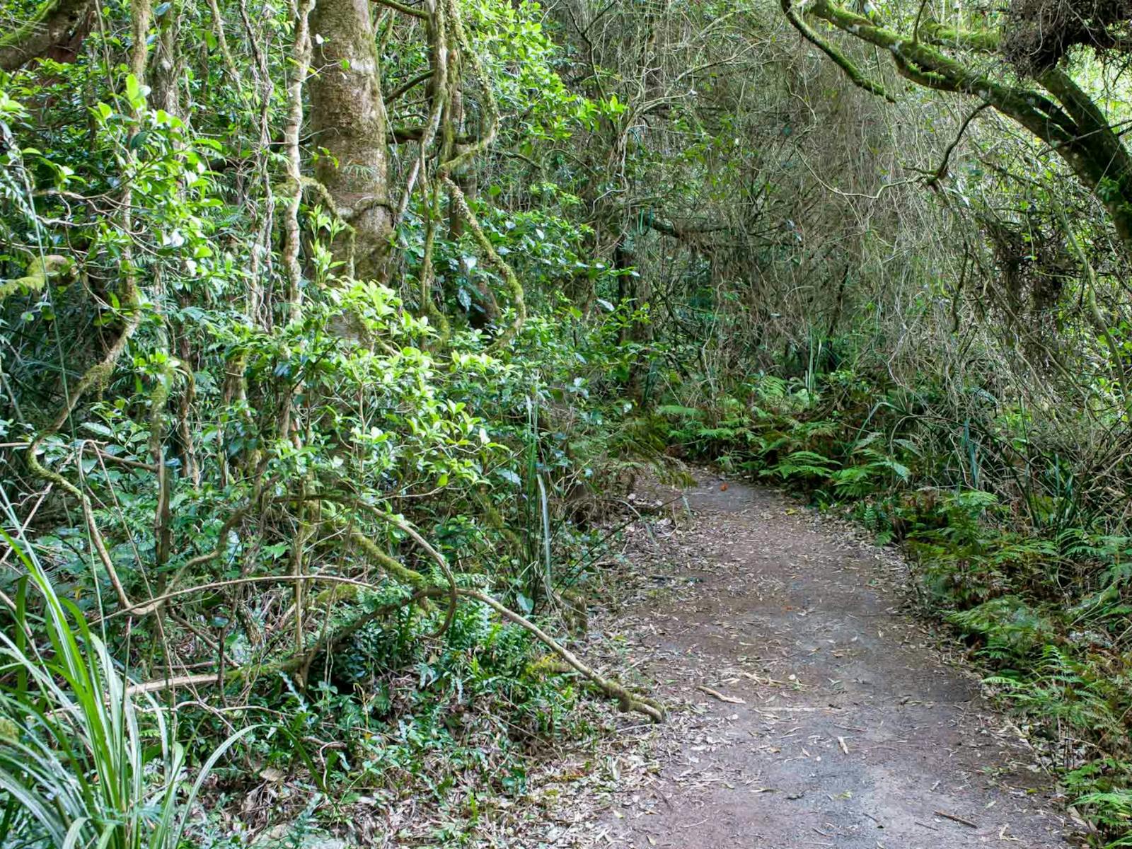 Rainforest walking track, Robertson Nature Reserve. Photo: Michael van Ewijk