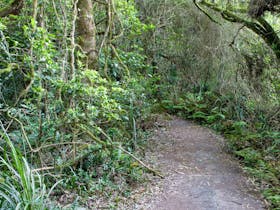 Rainforest Walking Track, Robertson Nature Reserve