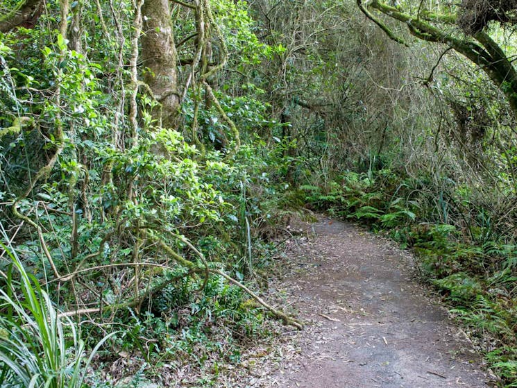 Rainforest walking track, Robertson Nature Reserve. Photo: Michael van Ewijk