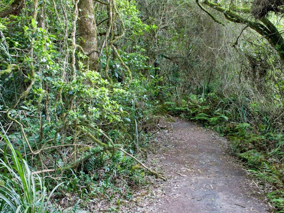 Rainforest Walking Track, Roberston Nature Reserve
