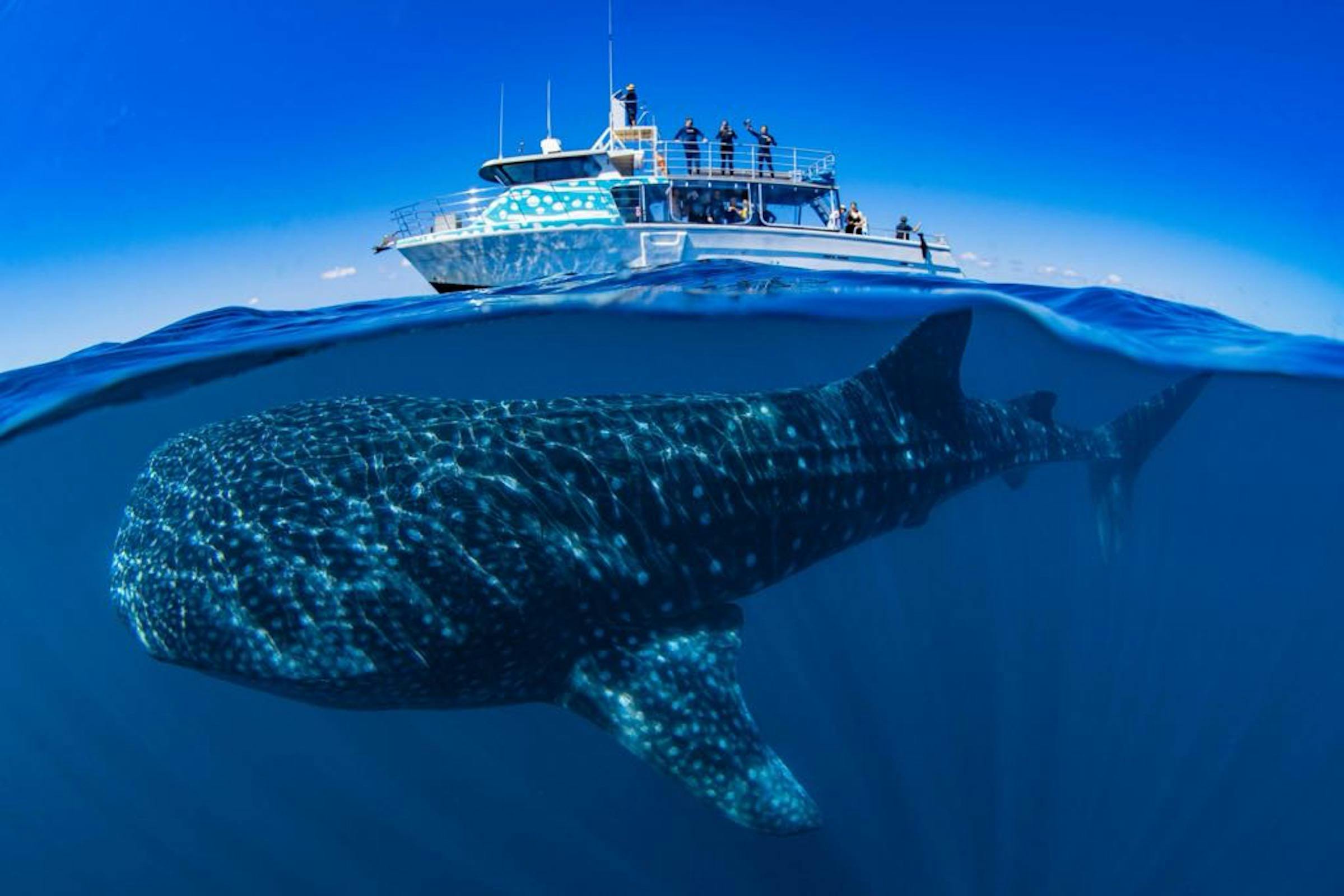 Whale Shark Powerboat