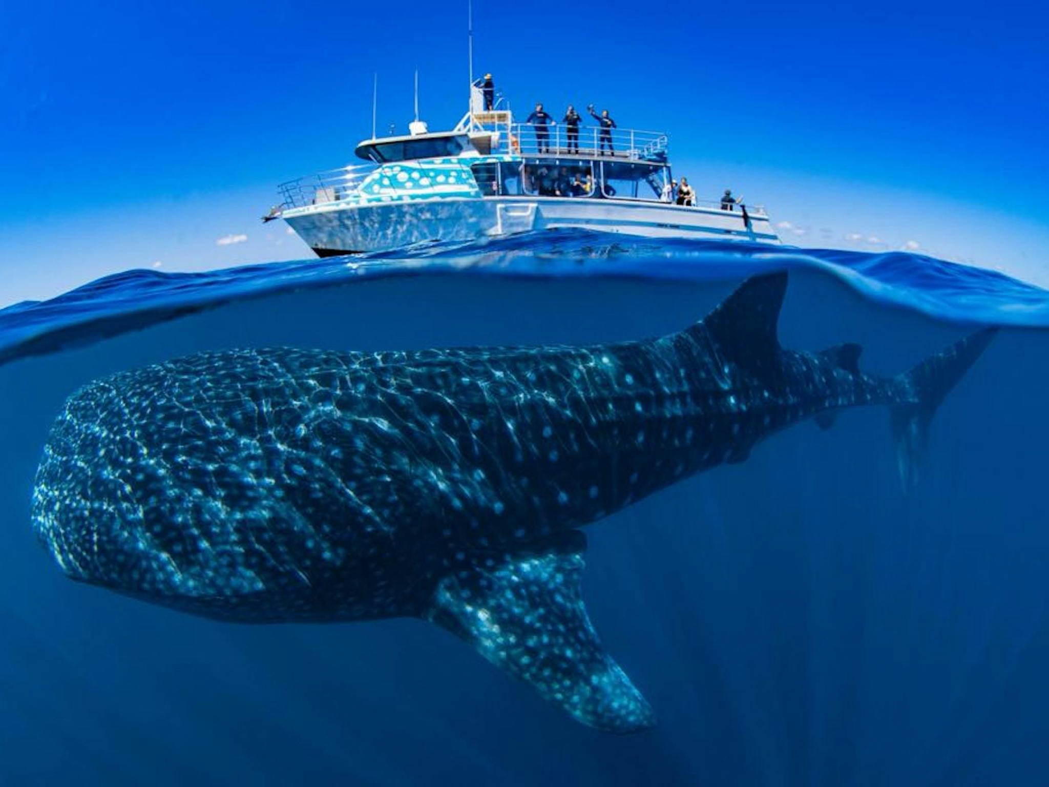 Whale Shark Powerboat