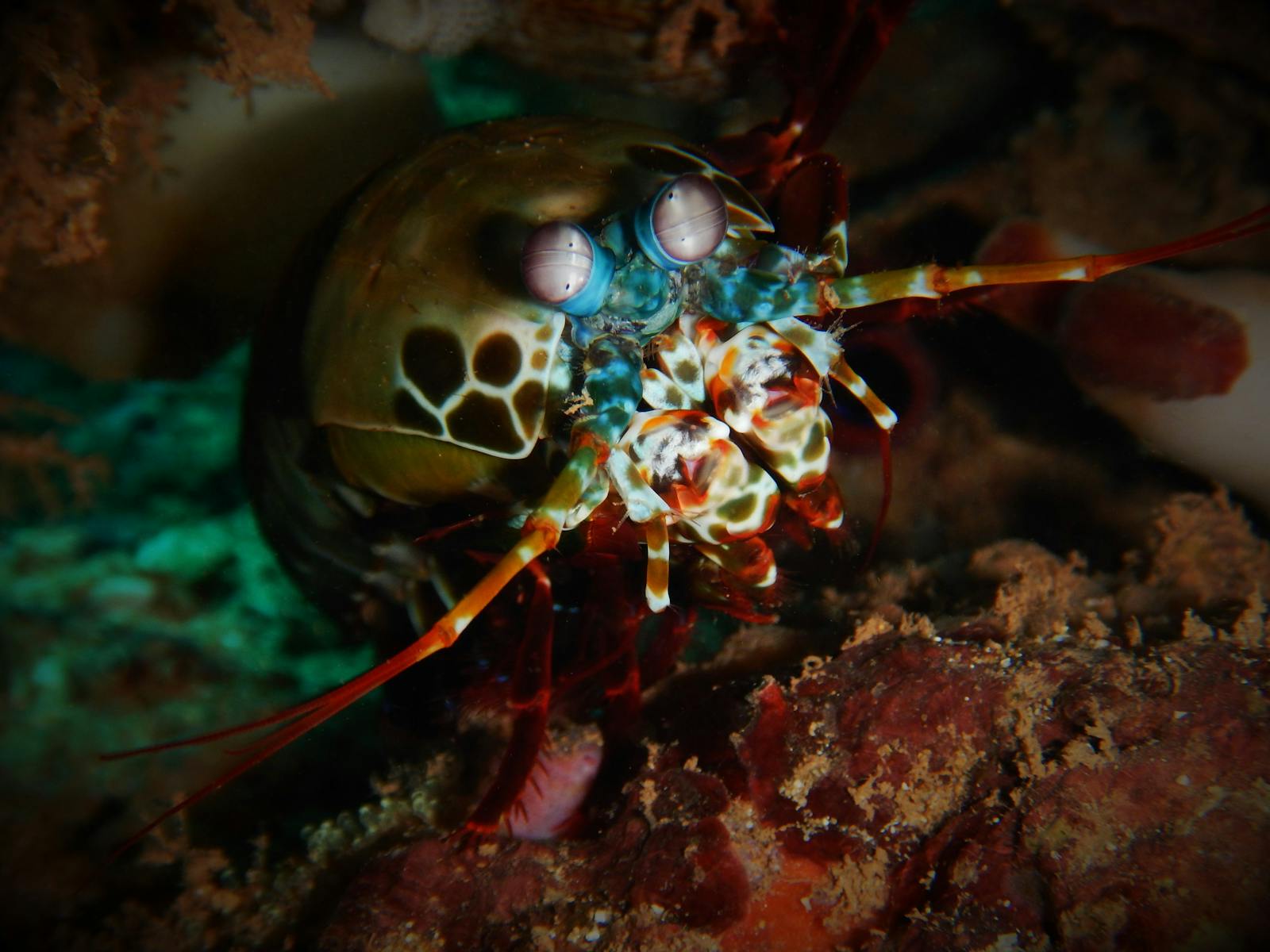 Pilbara Dive and Tours