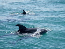 Dolphin - mother and calf
