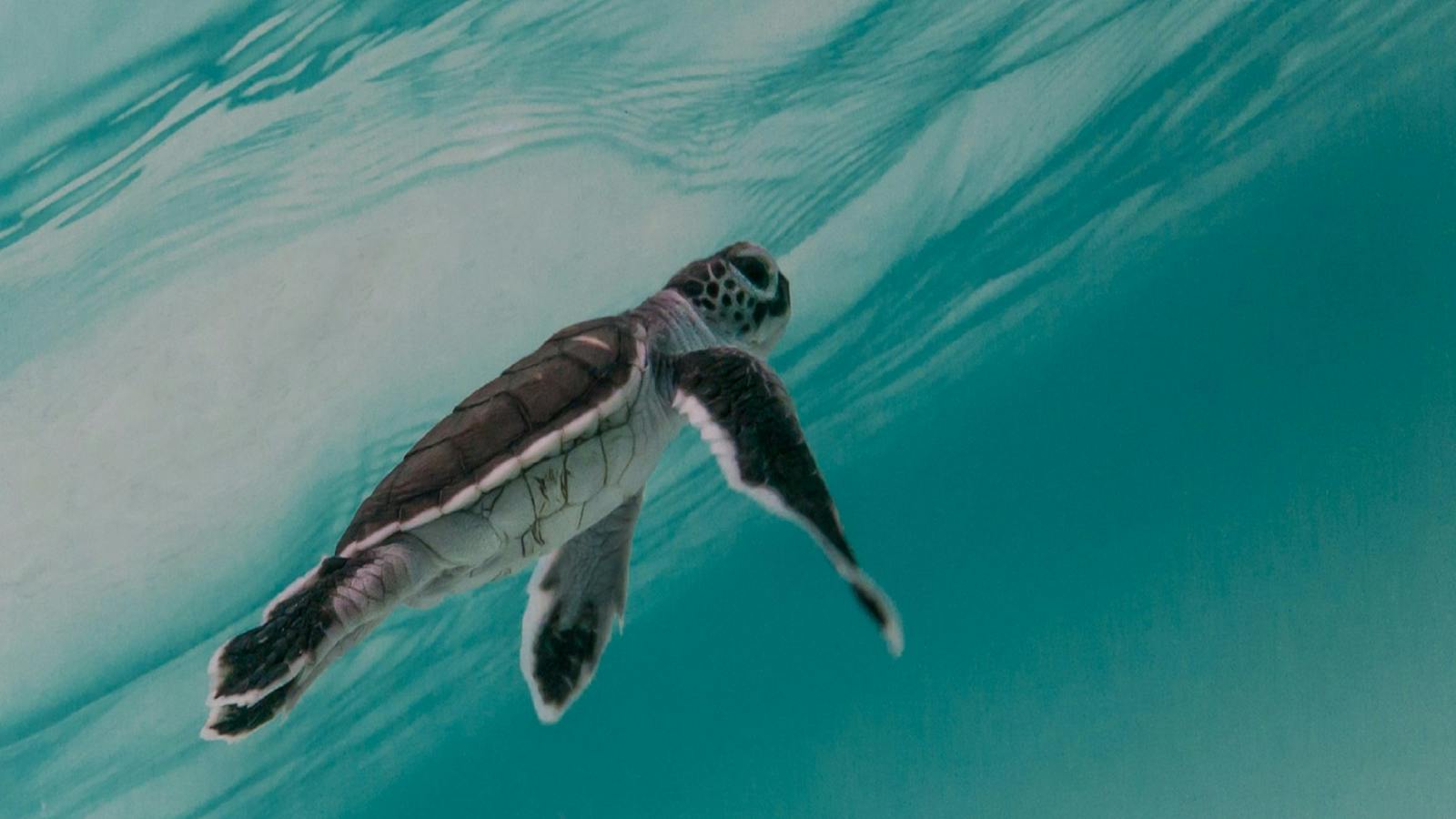 Turtle Hatchling on North West Island