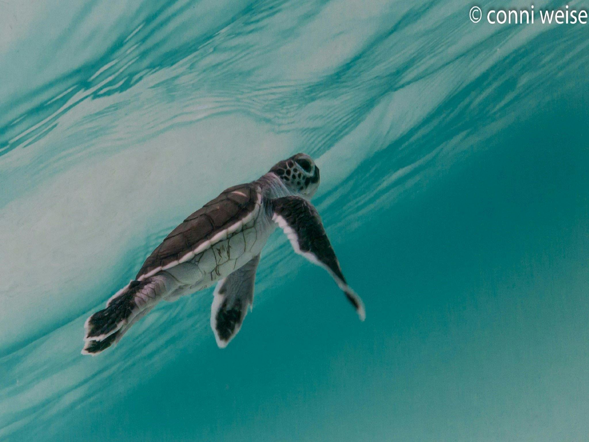 Turtle Hatchling on North West Island