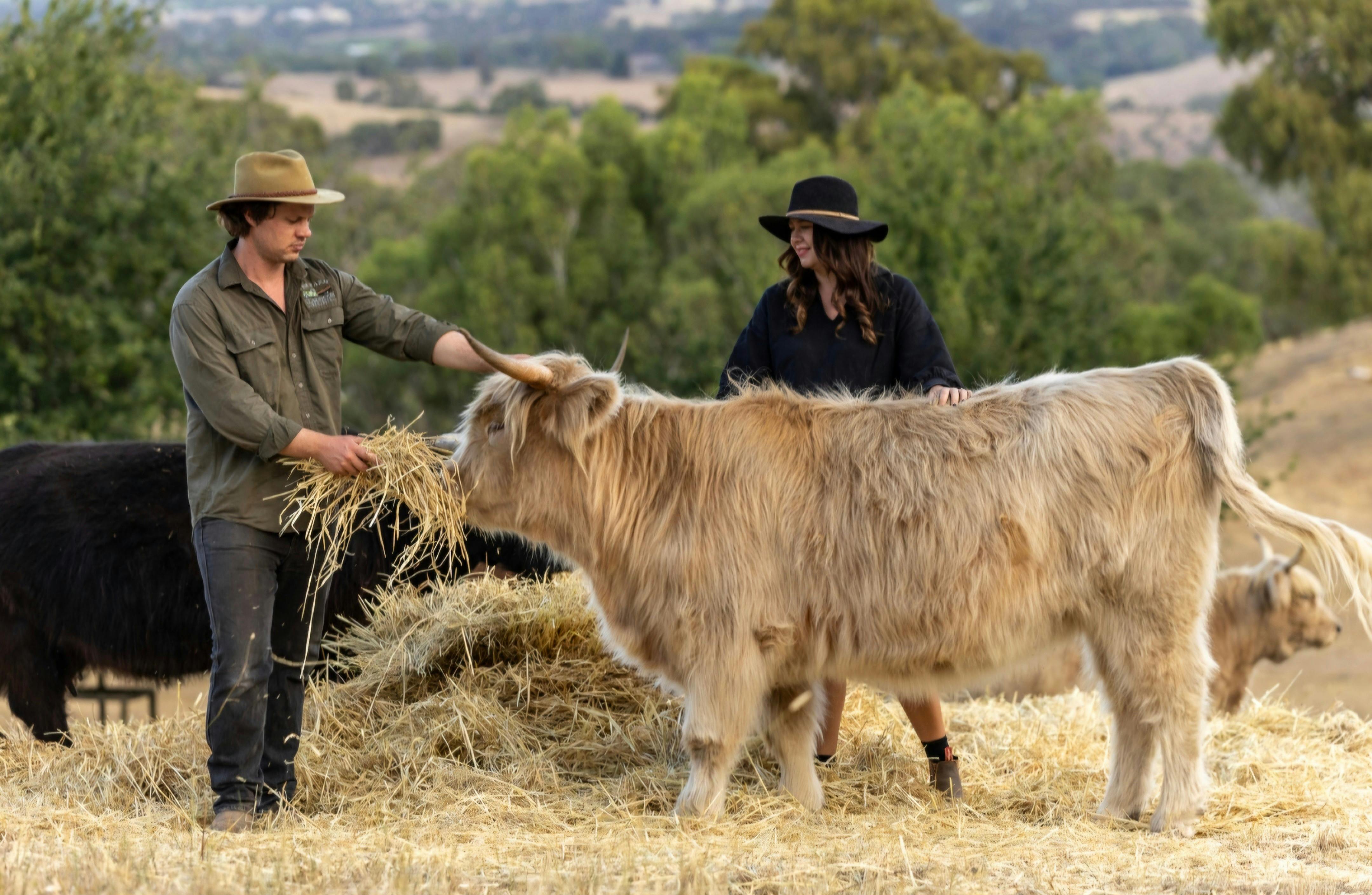 Highland Cattle Experience