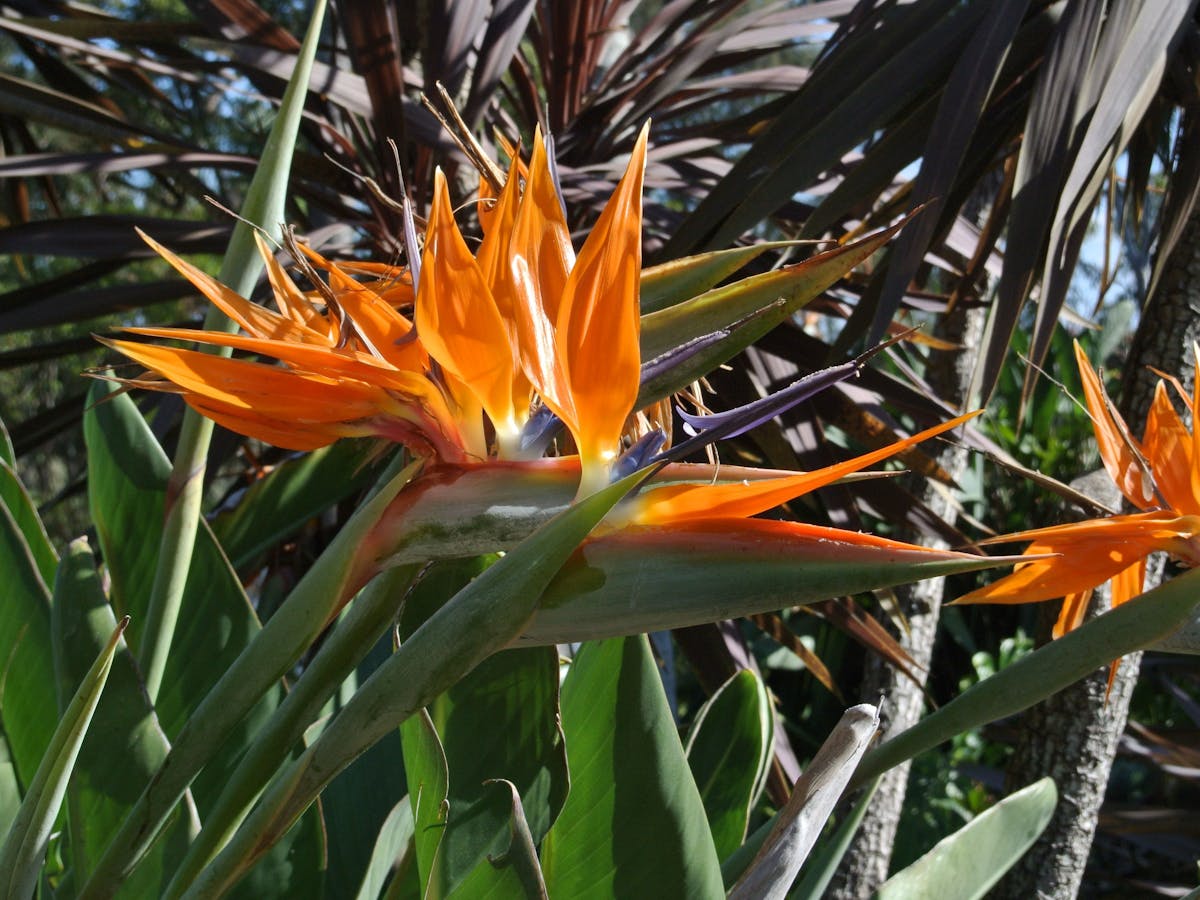 Tropical gardens