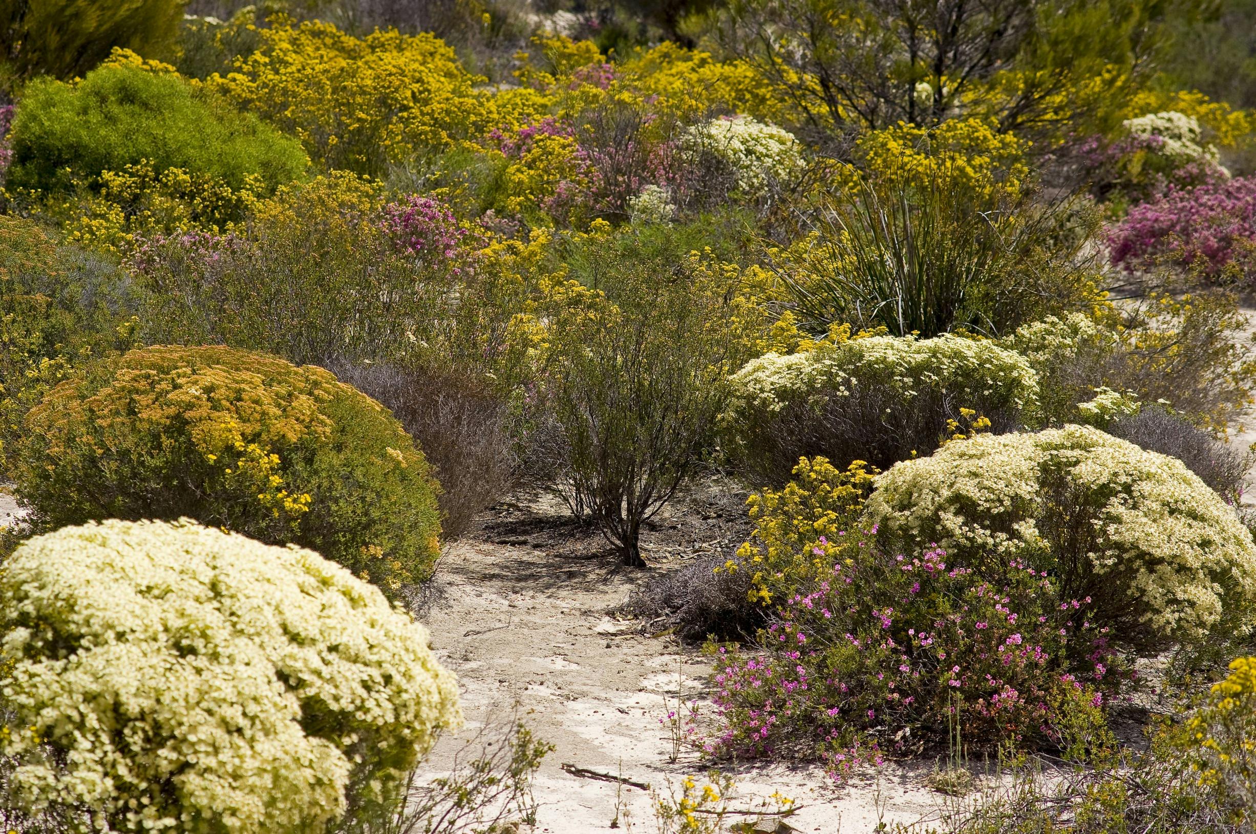 Wave Rock Wildflower Trail, Hyden, Western Australia