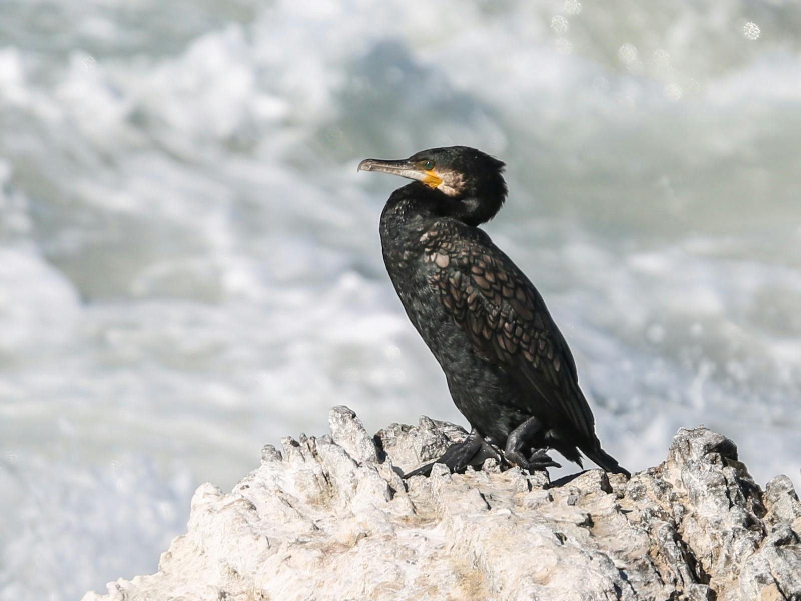 Great Cormorant