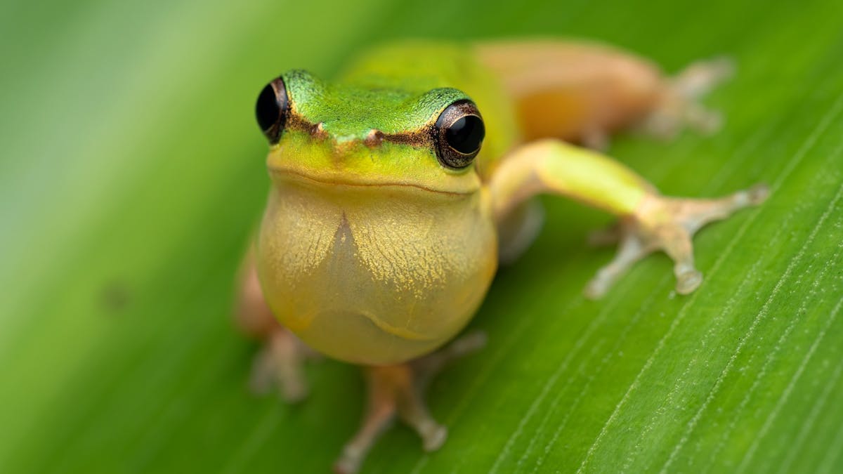 Dwarf Tree Frog croaking