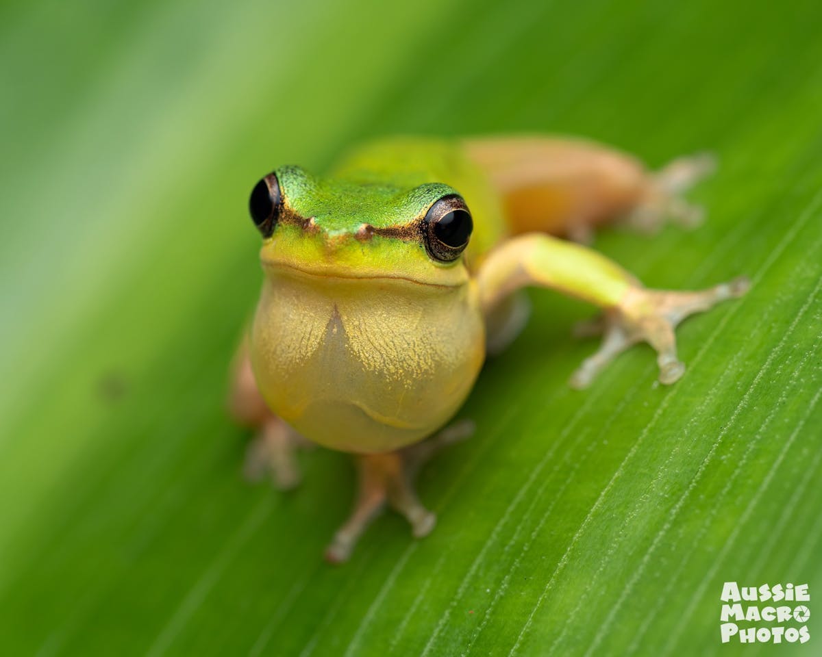 Dwarf Tree Frog croaking