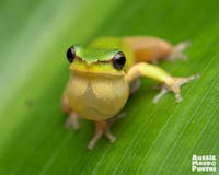 Dwarf Tree Frog croaking