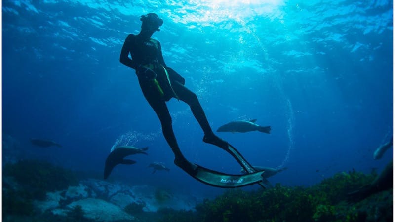 Shark Dive