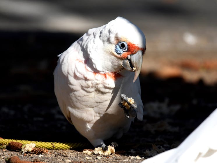 Uncommon and found normally in a mixed flock with Little Corella. Pink across face and neck.