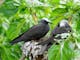 Black Noddy Terns Heron Island