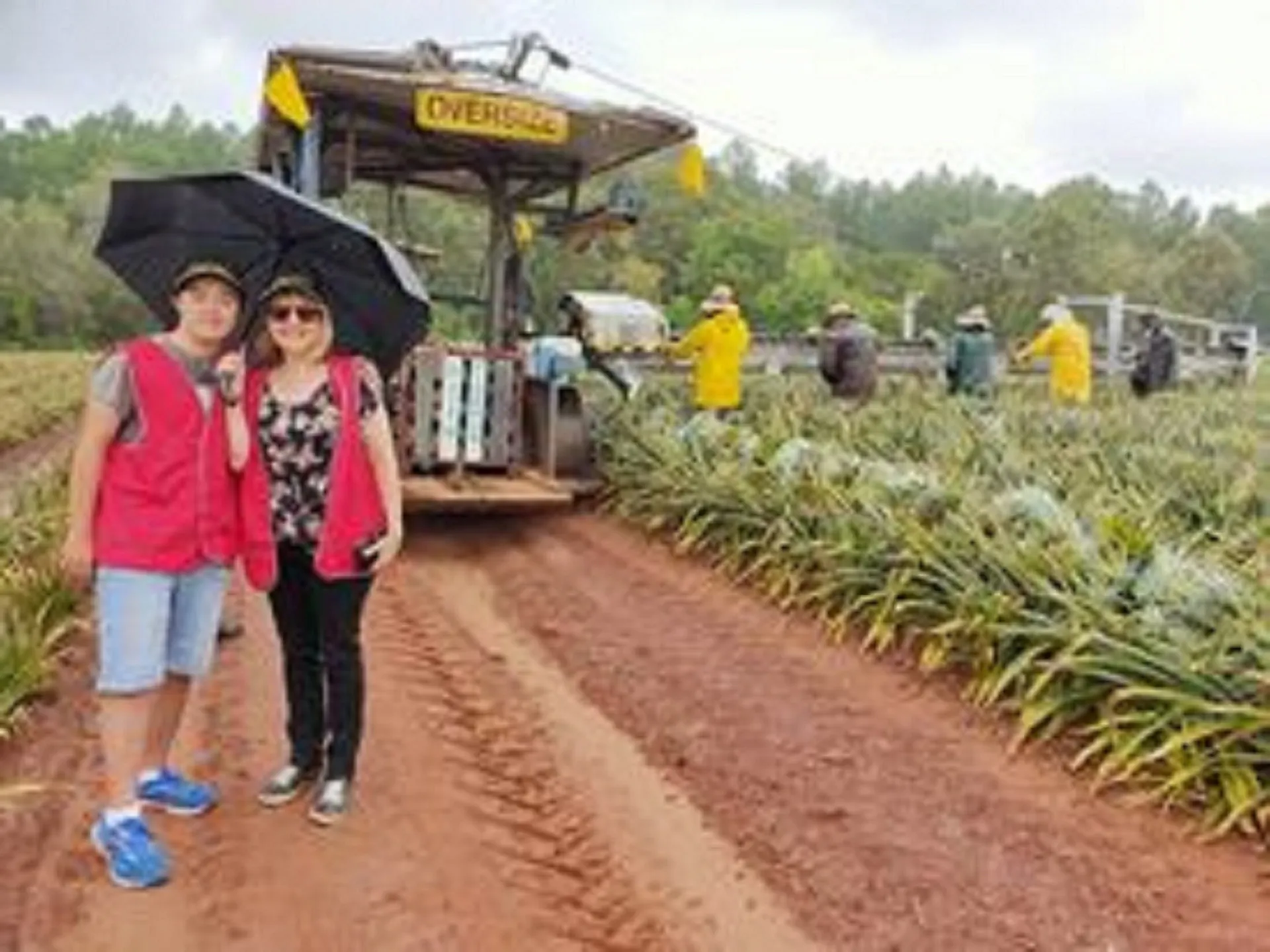 Image shows two guests in the middle of a pineapple farm, with tractor and farmers harvesting .