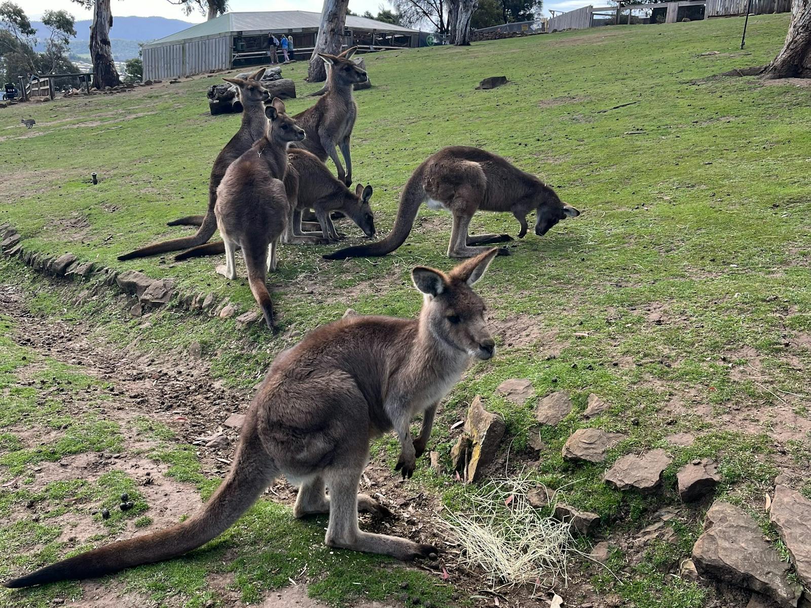 Group of Kangaroos