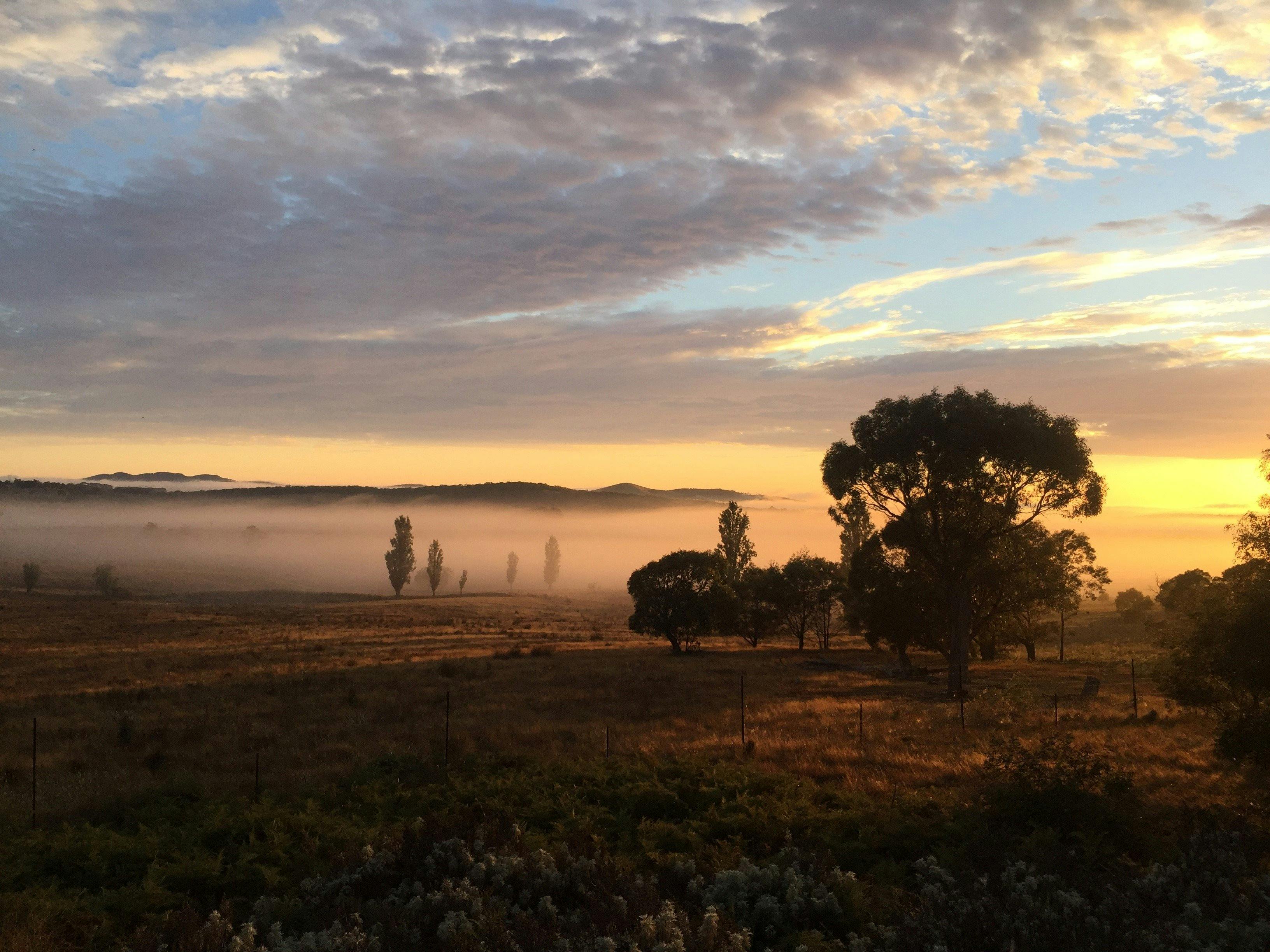 Sunrise over misty paddock with scattered cloud and dark silhouetted eucalypts & poplar trees.