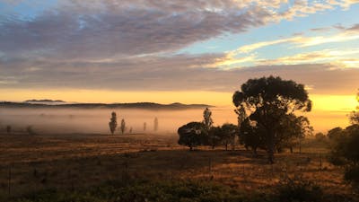Sunrise over misty paddock with scattered cloud and dark silhouetted eucalypts & poplar trees.