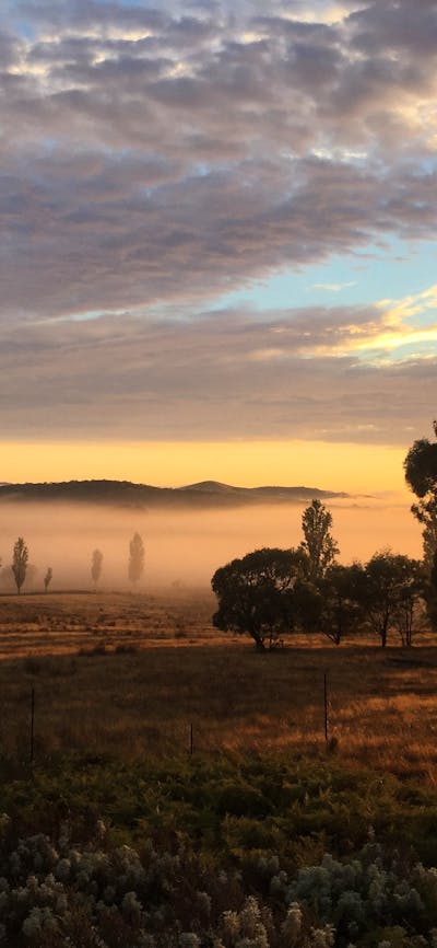Sunrise over misty paddock with scattered cloud and dark silhouetted eucalypts & poplar trees.