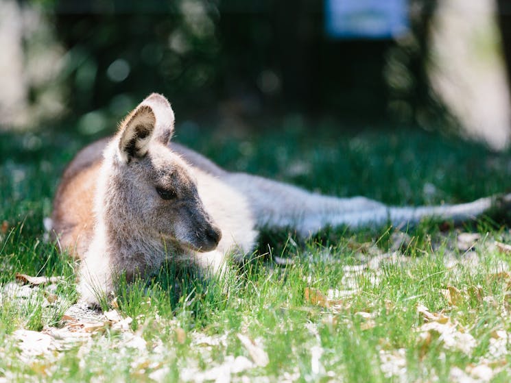 Botanic Gardens, Booderee National Park