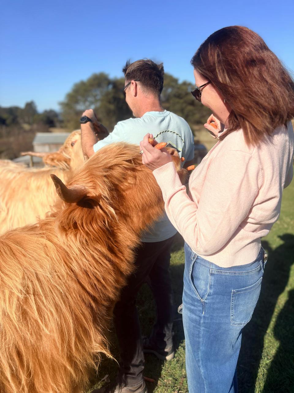 Cradle Mountain Highlands - Highland Cow Experience photo
