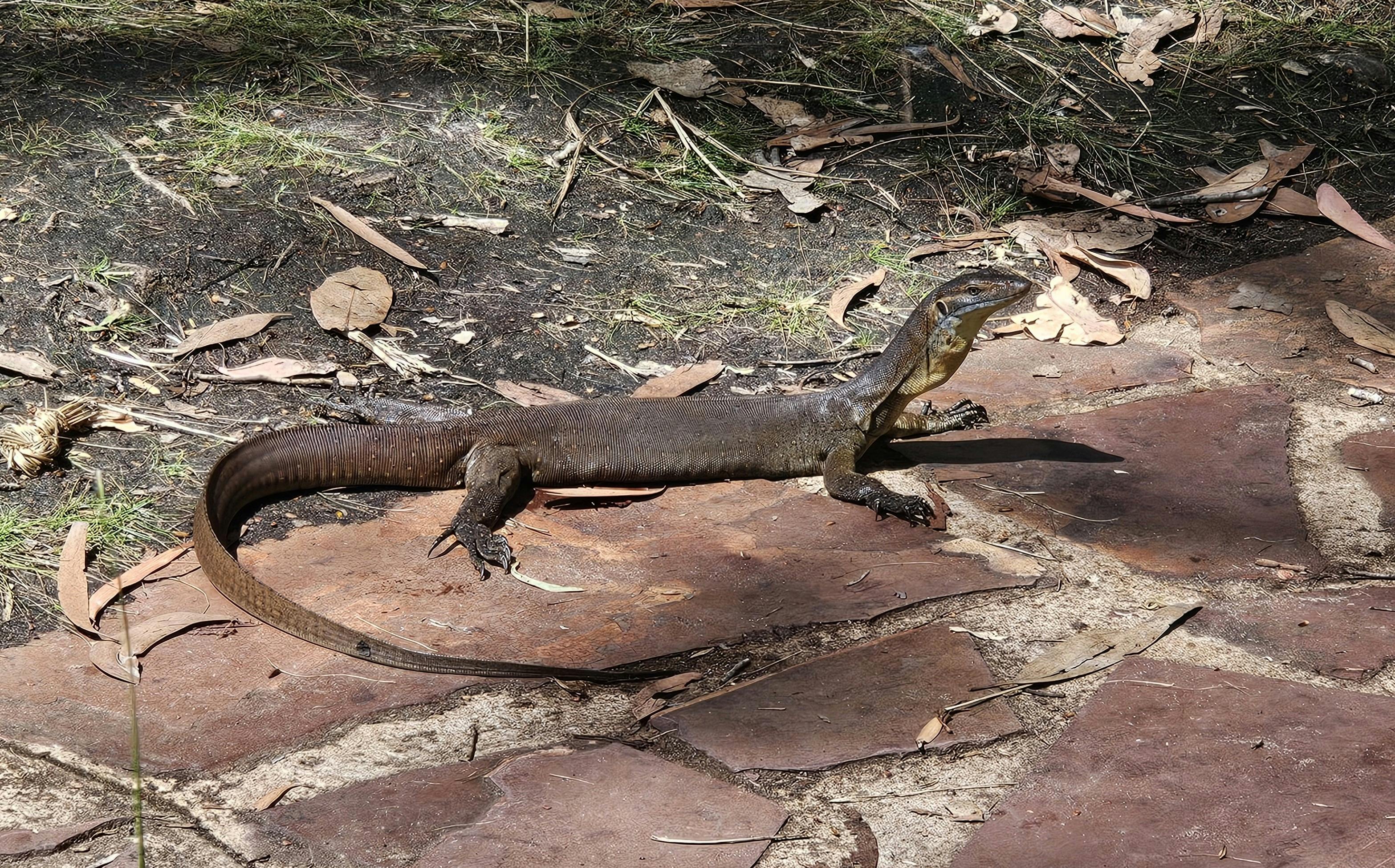 Water monitor