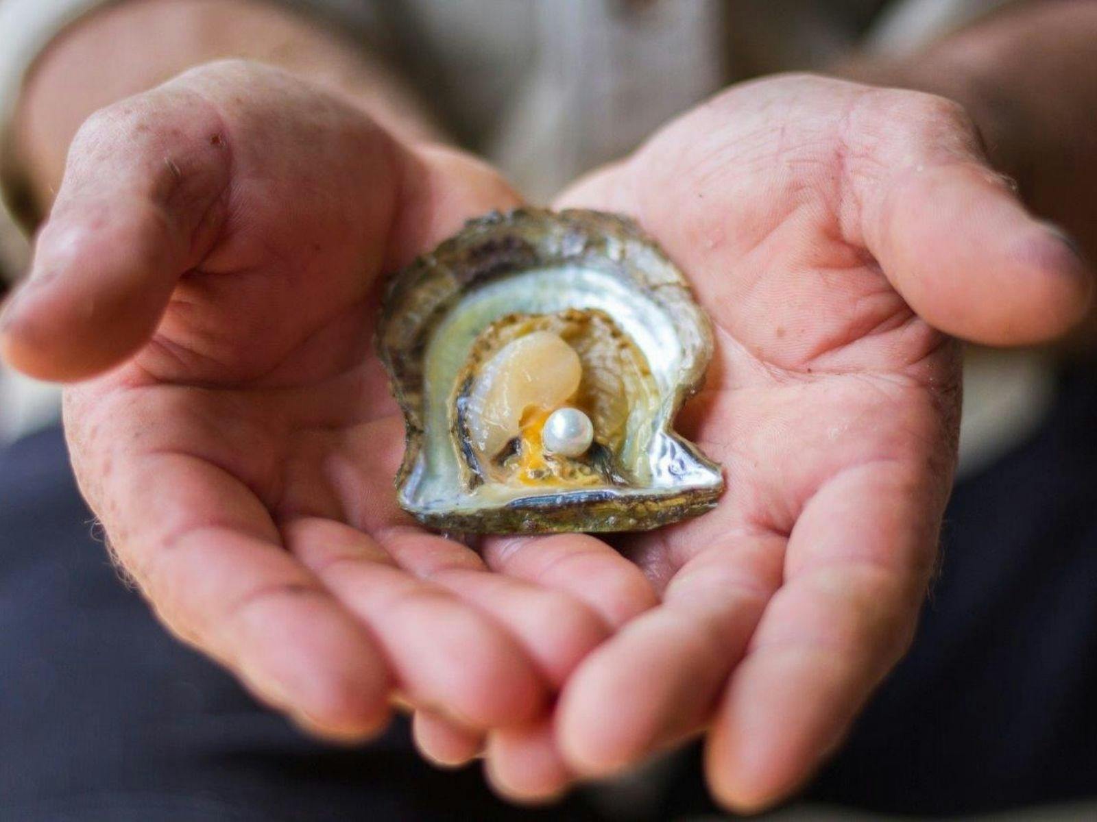 Visit Broken Bay Pearl Farm onboard YOTSPACE superyacht voyages