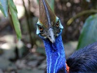 tropic wings tours to daintree endangered southern cassowary