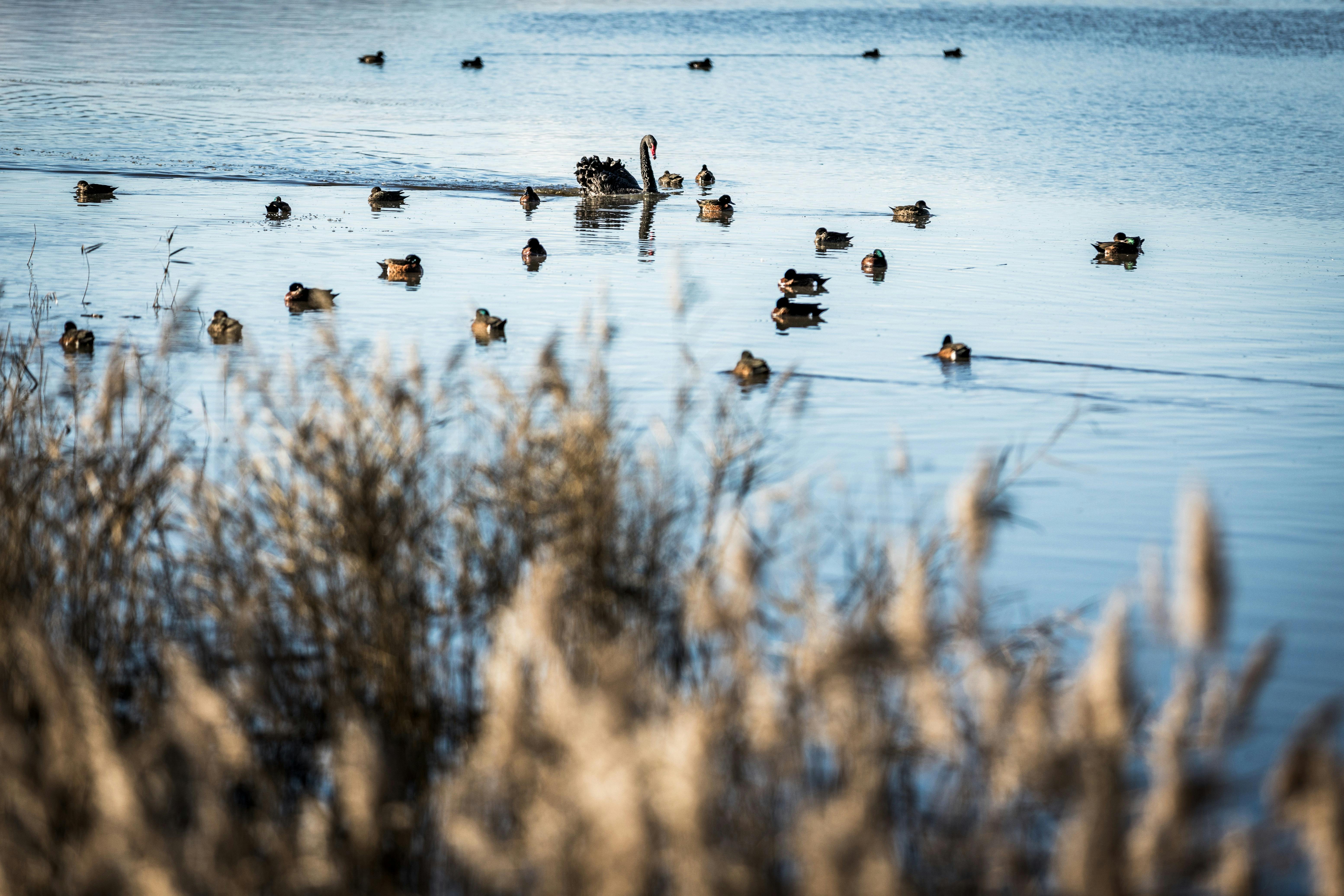 Tamar Island - Great Short Walk