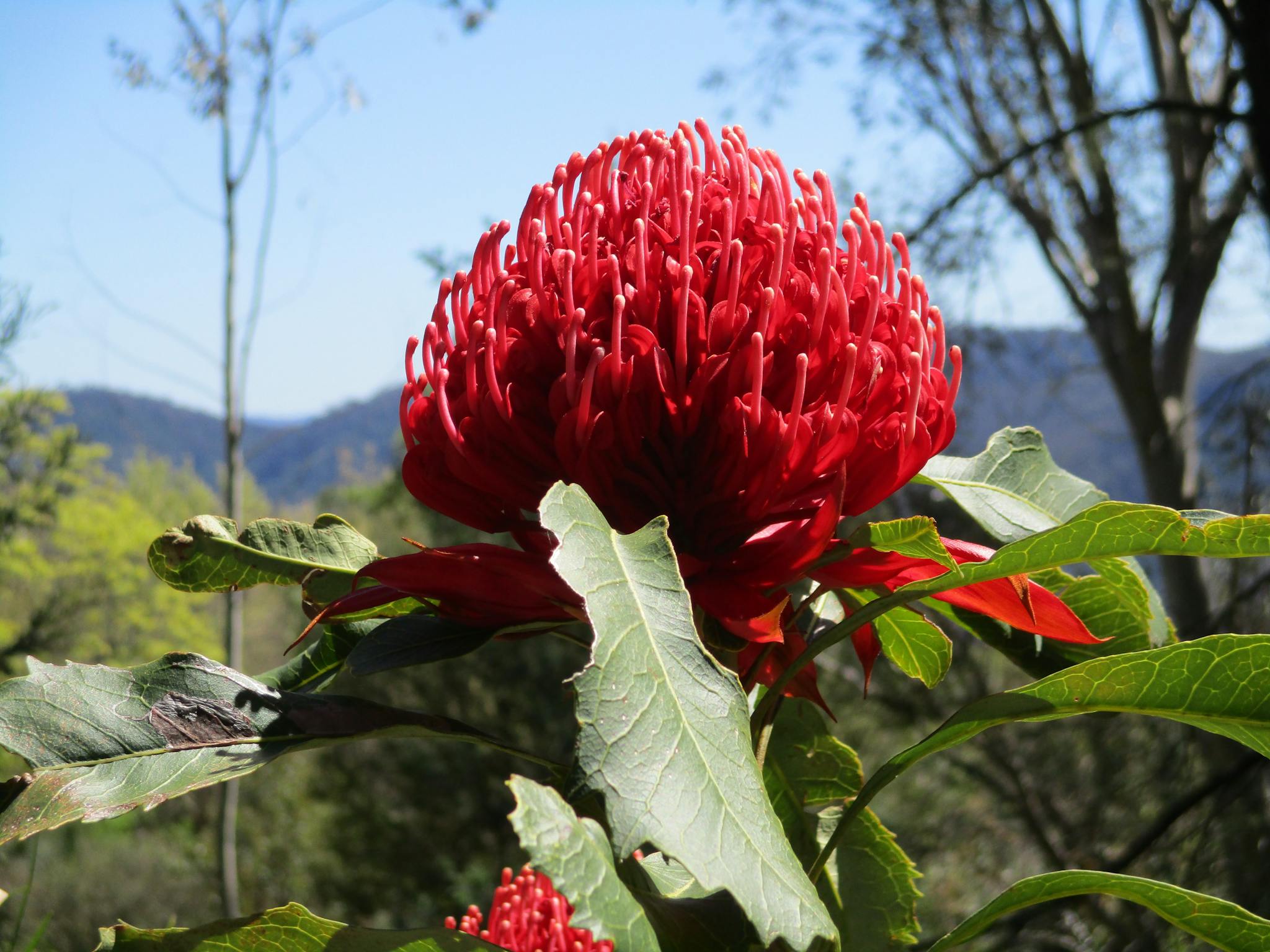 Blue Mountains Botanic Garden, Mount Tomah
