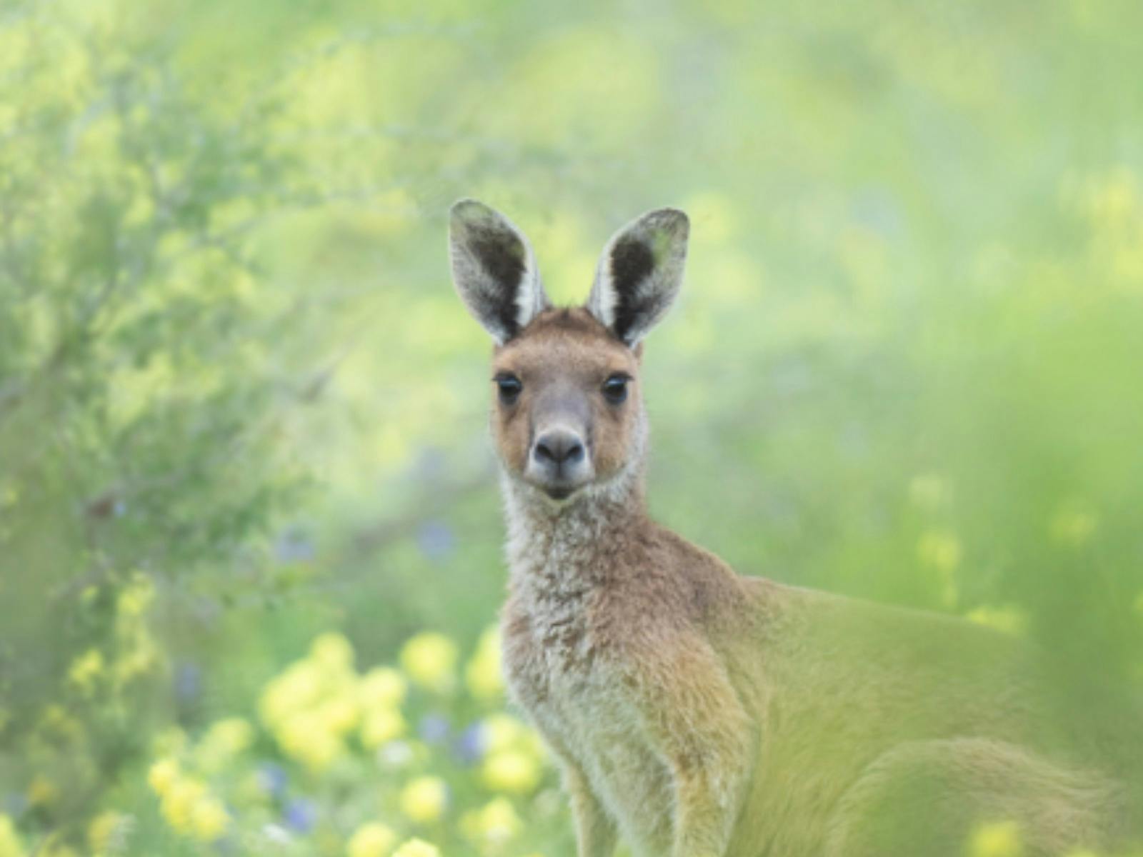 A close-up wildlife photograph of a kangaroo standing in a field of yellow wildflowers, framed by so