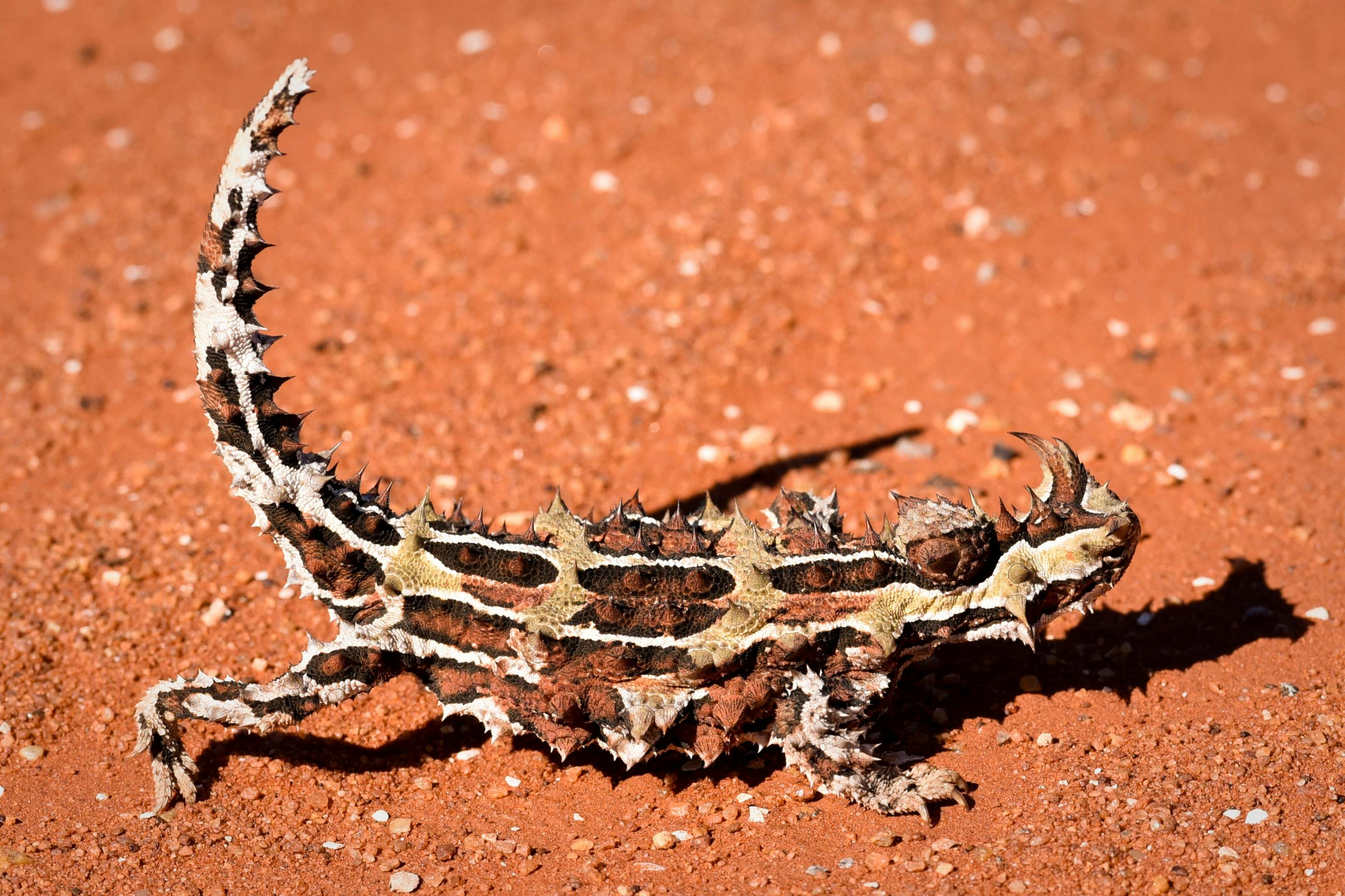 Coates Wildlife Tours
