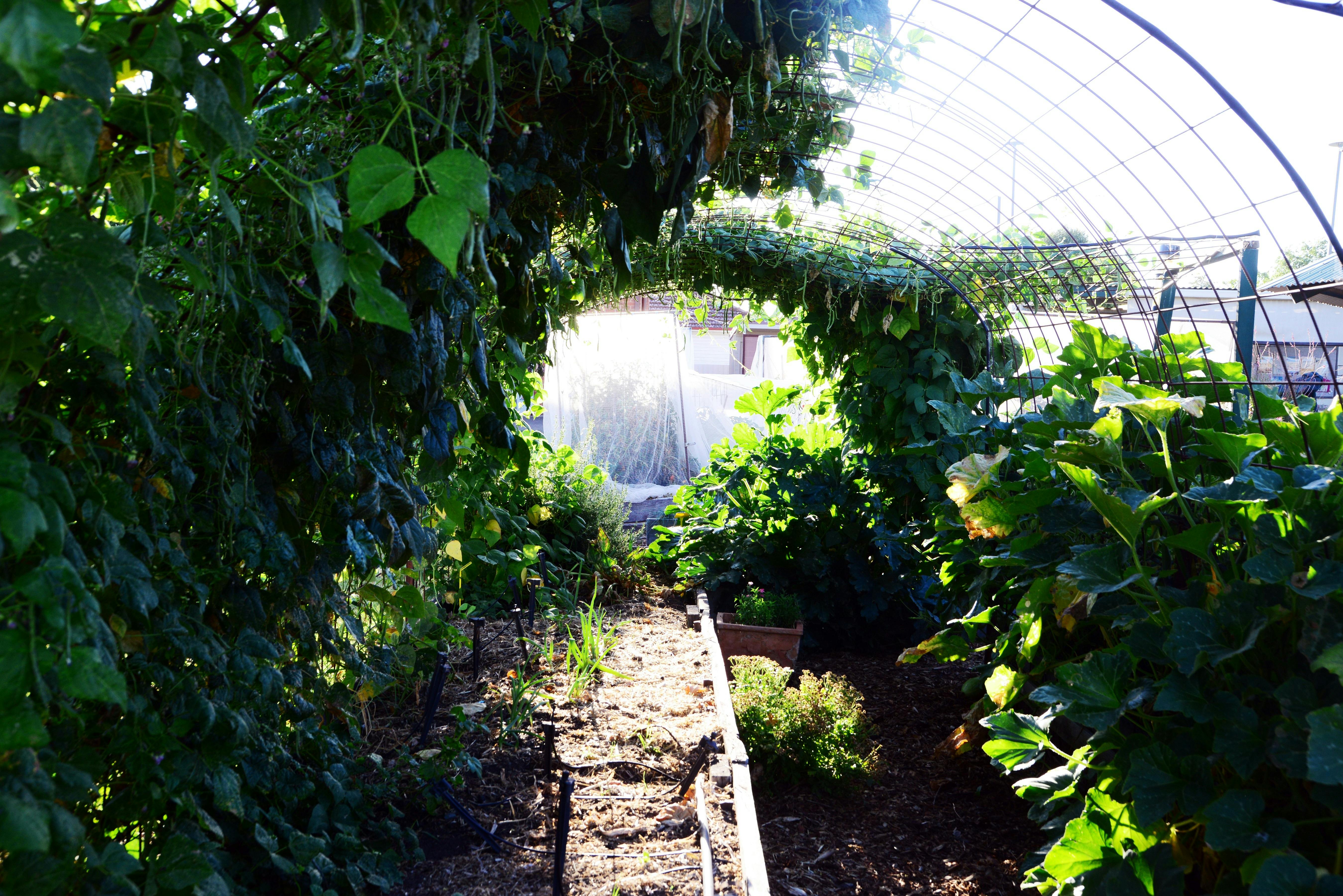 Our summer bean crop