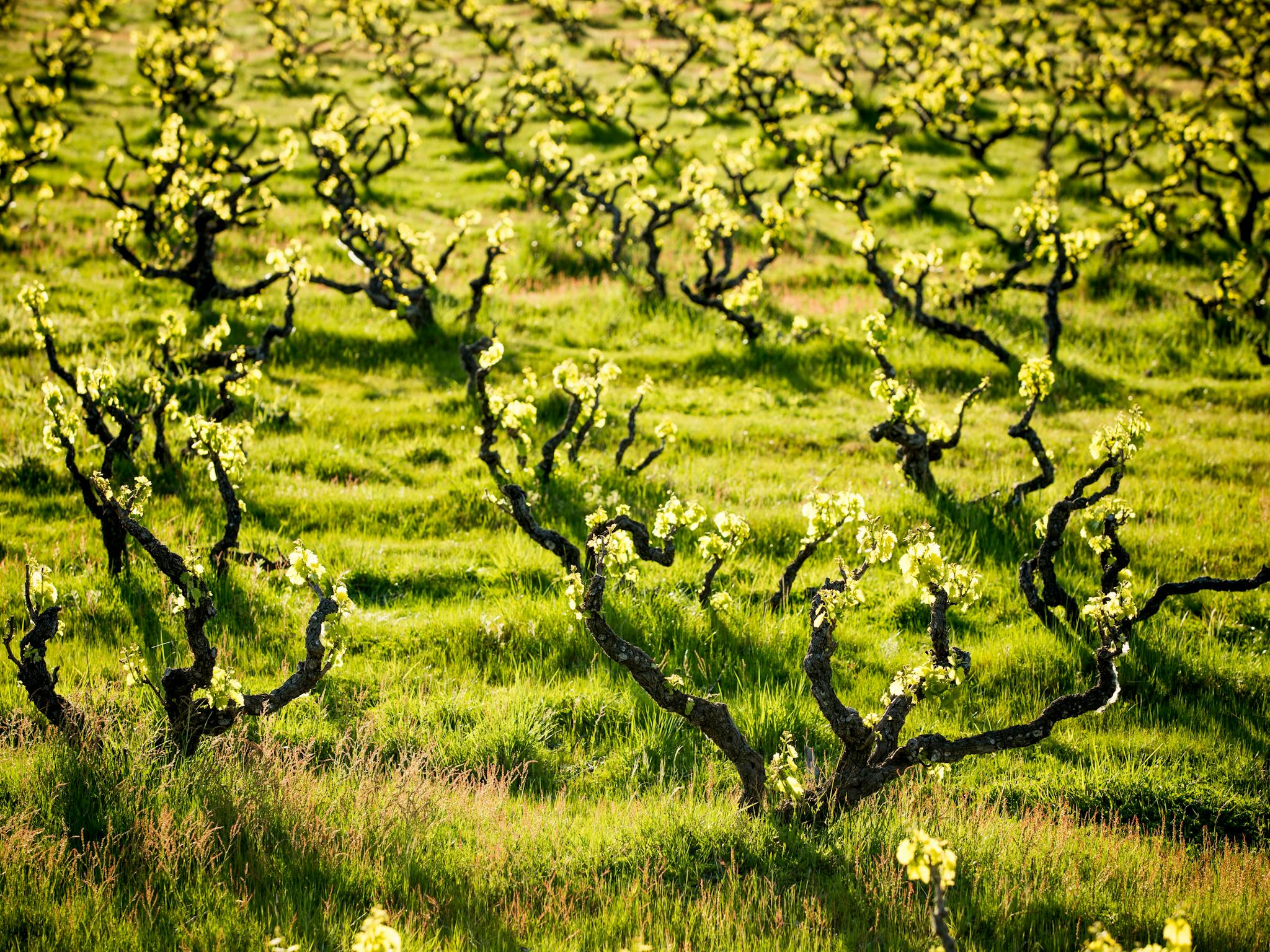 Grenache Old Bush Vines in Spring