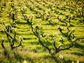 Grenache Old Bush Vines in Spring