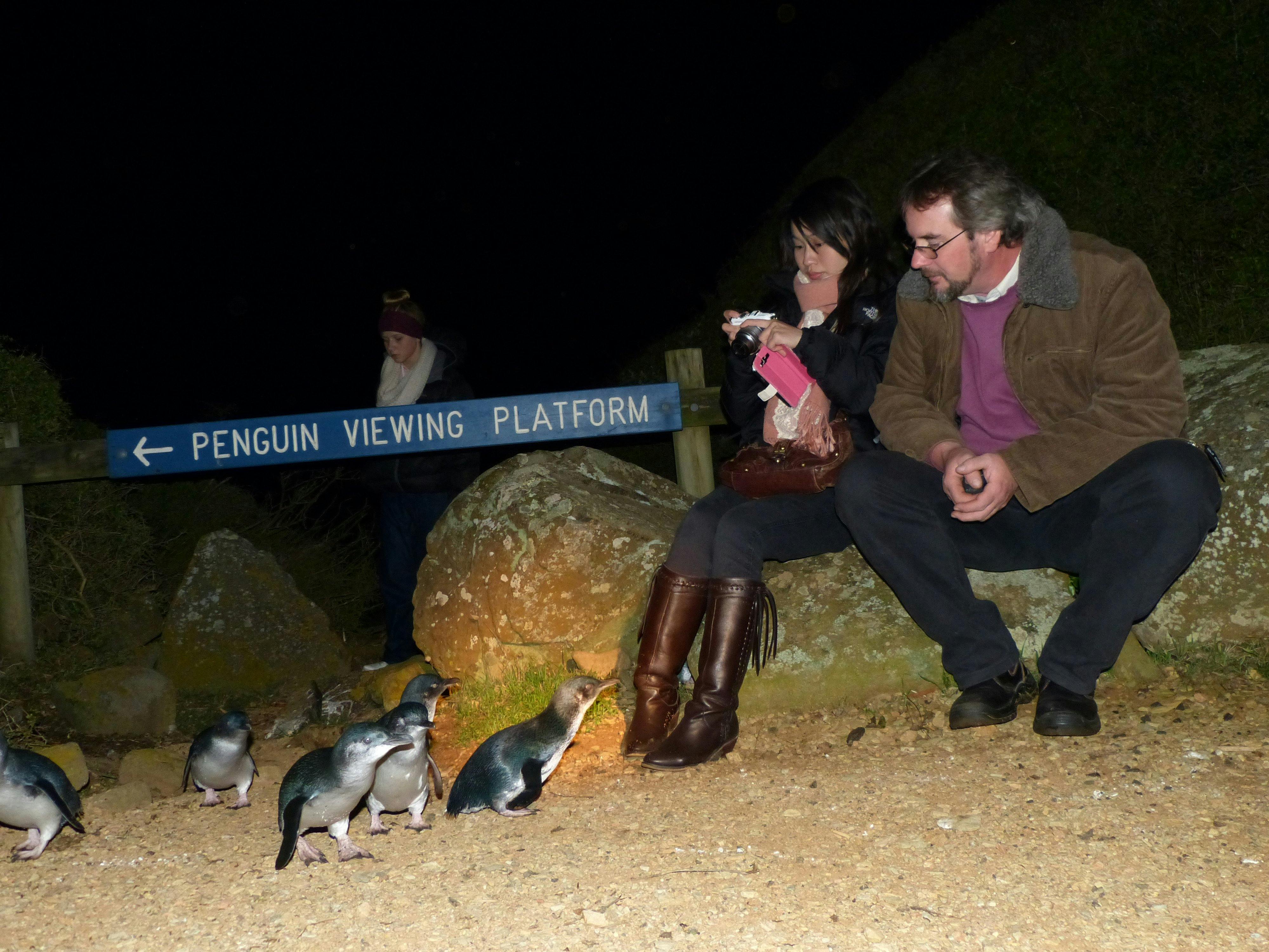 Watching the Fairy penguins returning to rookery at the Low Head Penguin Tour