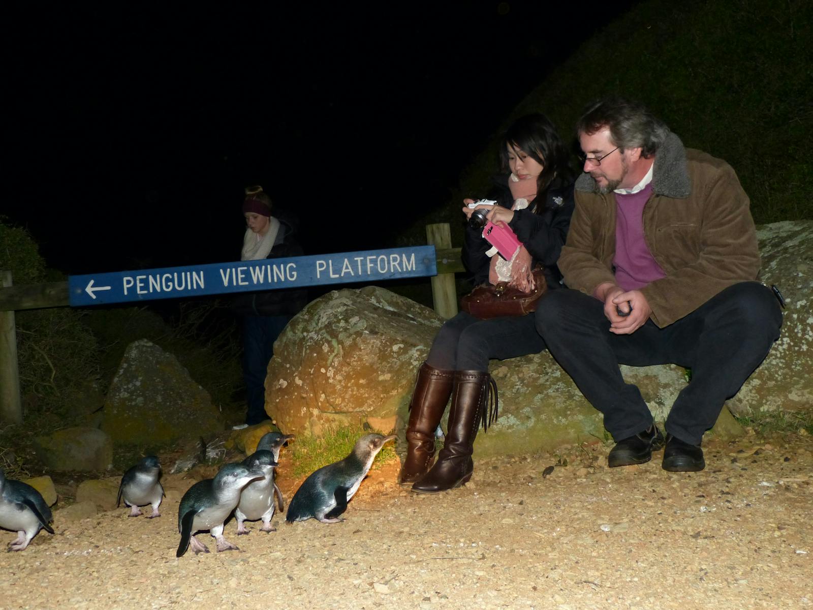 Watching the Fairy penguins returning to rookery at the Low Head Penguin Tour