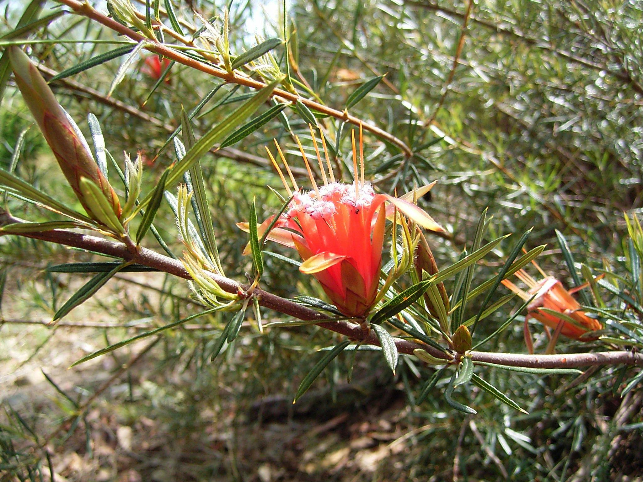 Lambertia formosa 或山魔