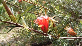 Joseph Banks Native Plants Reserve