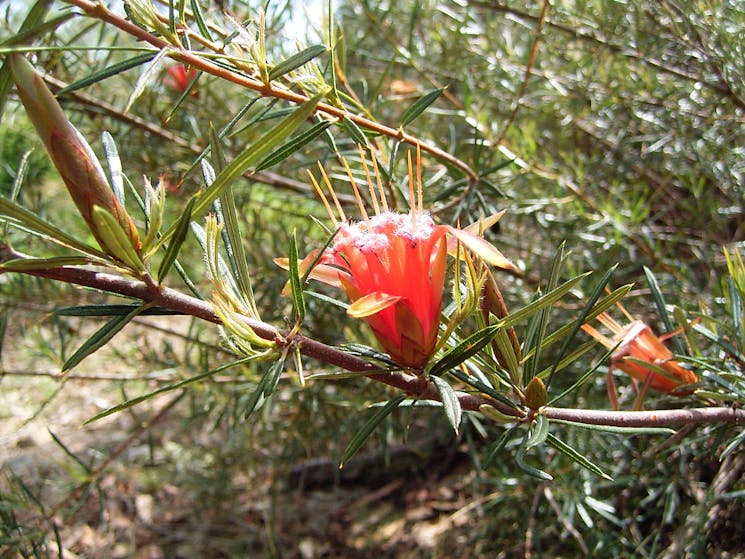 Lambertia formosa or mountain devil