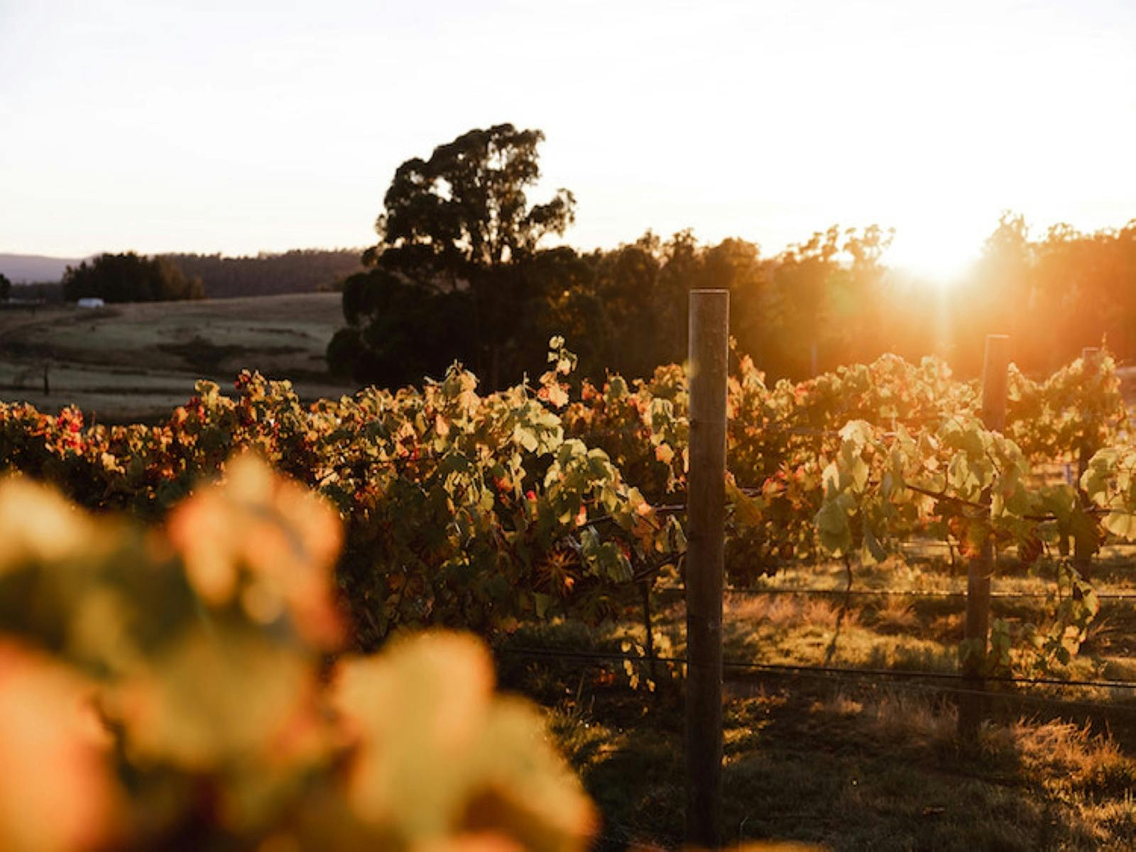 Grapevines  & Vineyard with sun shining through