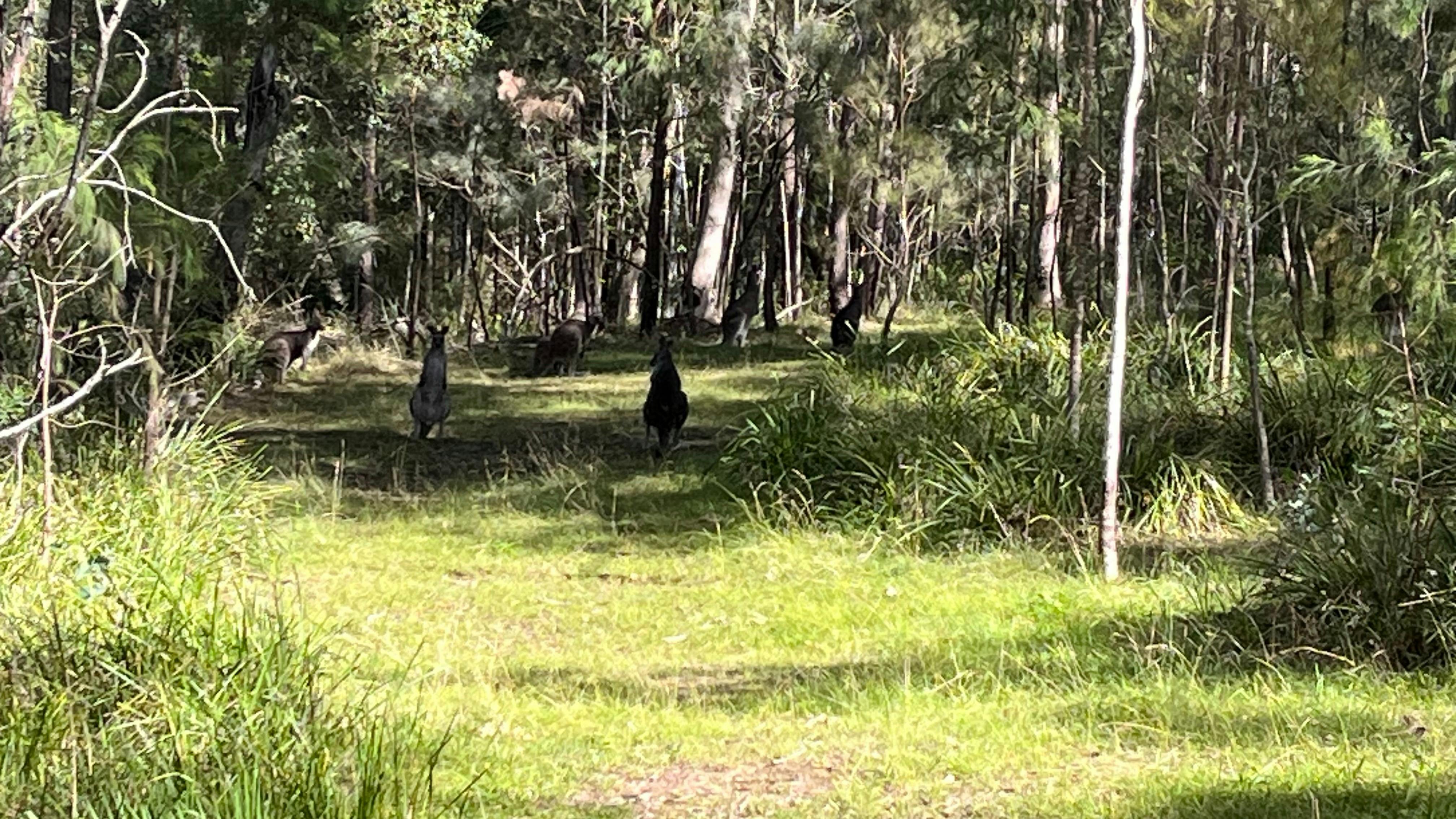Image of a cleared walking trail through sparse bushland with a few kangaroos on the trail