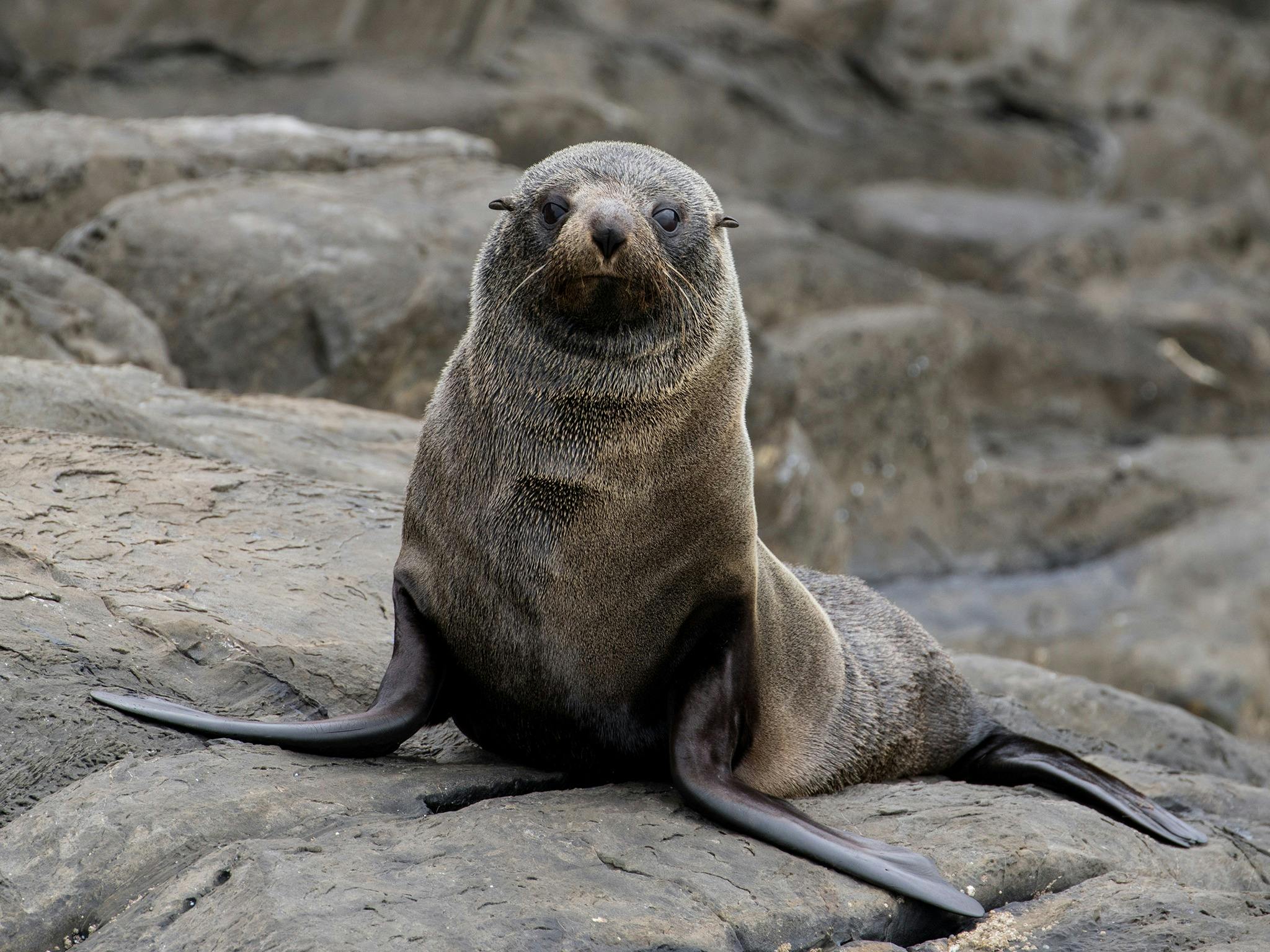 See Long-Nosed Seals