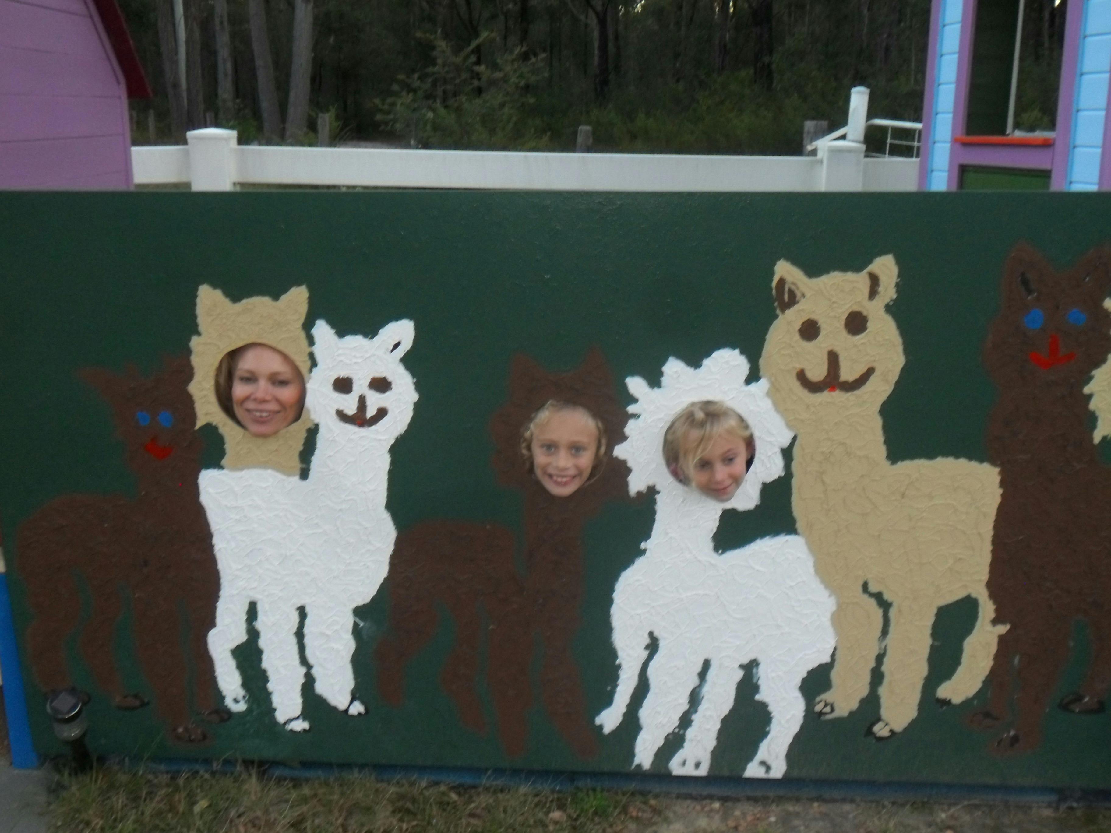 Priceless memories - have an alpaca body